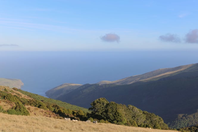 Sheep grazing on hills on the banks peninsula.