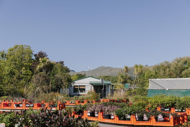Rows of plants at Trees for Canterbury nursery in Christchurch
