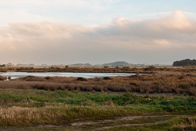 View over the estuary and out to the water.