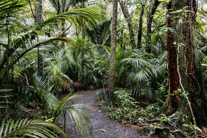 Lush bush area at Barry Hadfield Nikau Reserve.