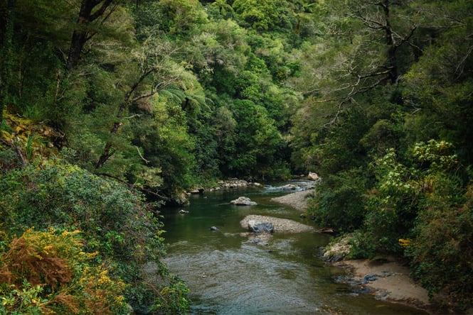 A sunny Kaitoke Regional Park in Autumn.