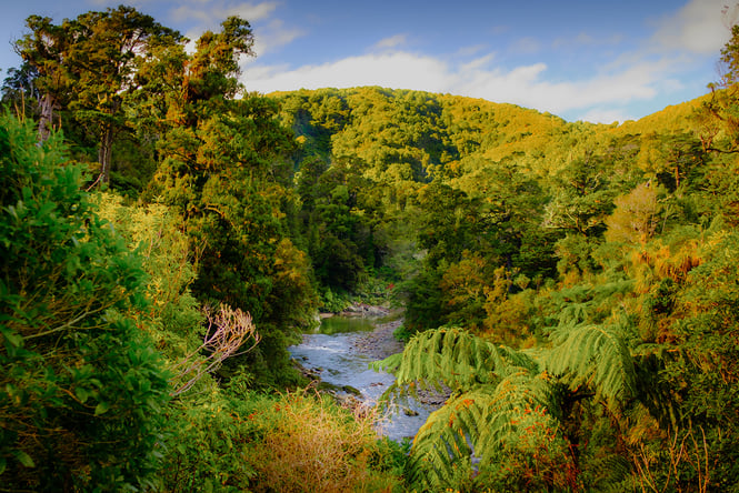 A sunny Kaitoke Regional Park in Autumn.