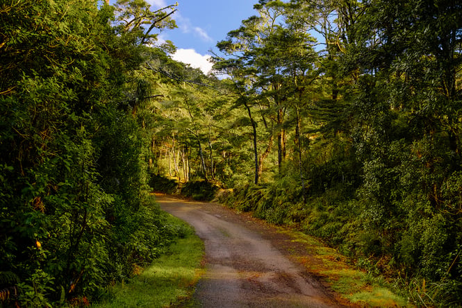 A sunny Kaitoke Regional Park in Autumn.