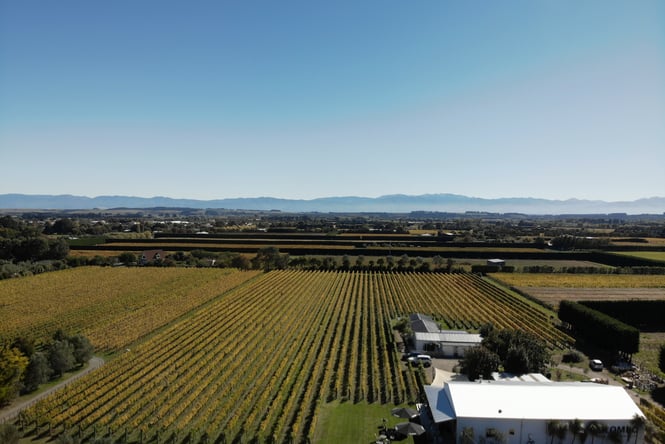 Rows of grape vines at Colombo.