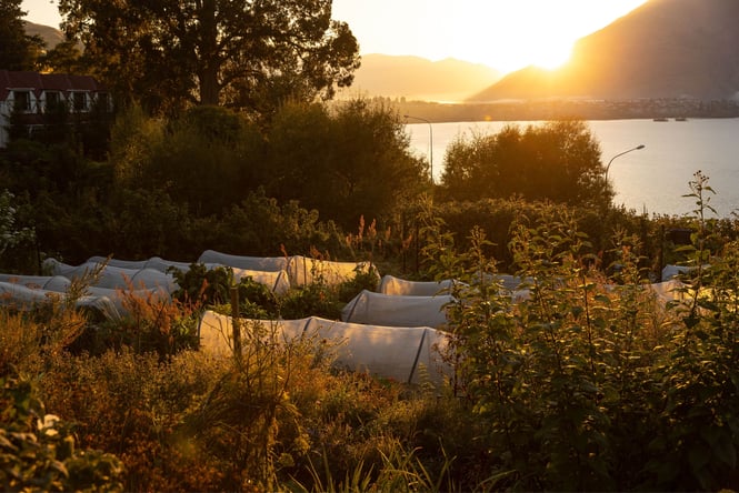 The Sherwood garden at sunset.