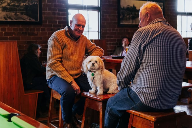 Dog on chair at Pomeroy's Pub in Christchurch