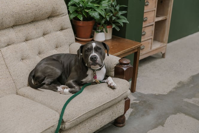 Dog on couch at Scoundrel in Christchurch