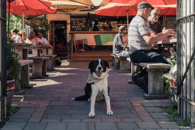 Dog sitting in entrance of Smash Palace in Christchurch