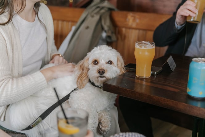 Dog on knee next to pint of beer at The Church Pub in Christchurch