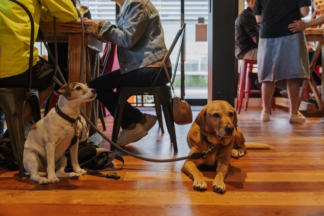 Two dogs lying on floor at Two Thumbs Redcliffs in Christchurch