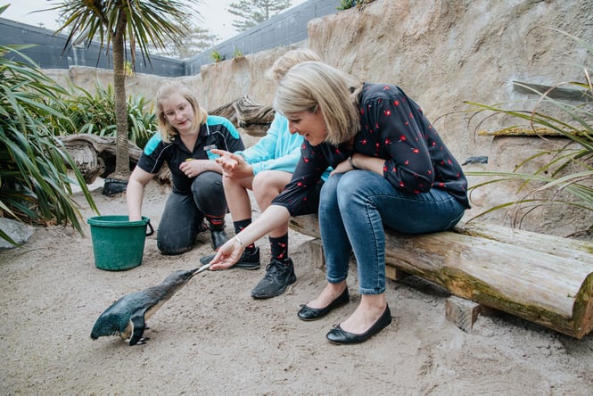People feeding little blue penguins.