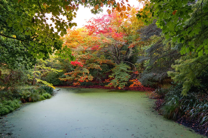 Eastwoodhill Arboretum in Gisborne.