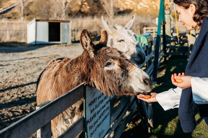 Feeding carrots to donkeys at Chatto Creek Tavern