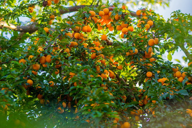Tree full of vibrant apricots