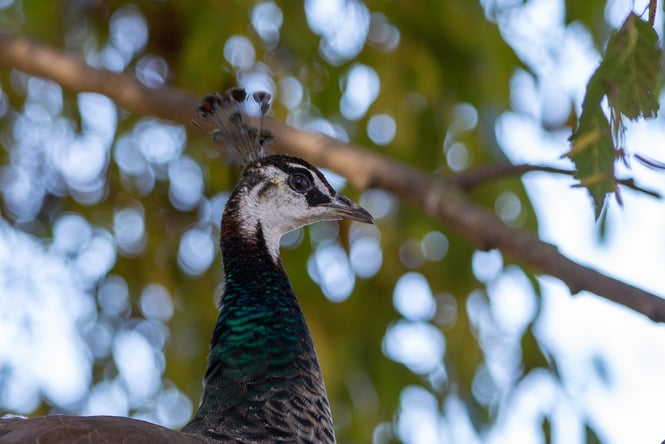 Close up of a peacock head.
