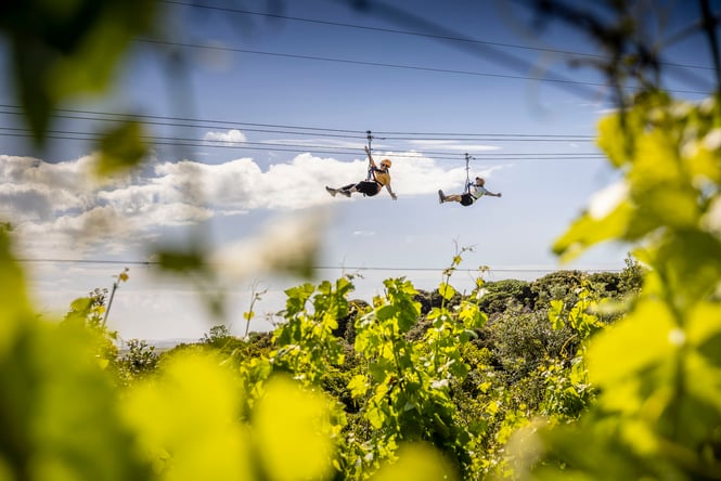 People zip lining over grape vines.