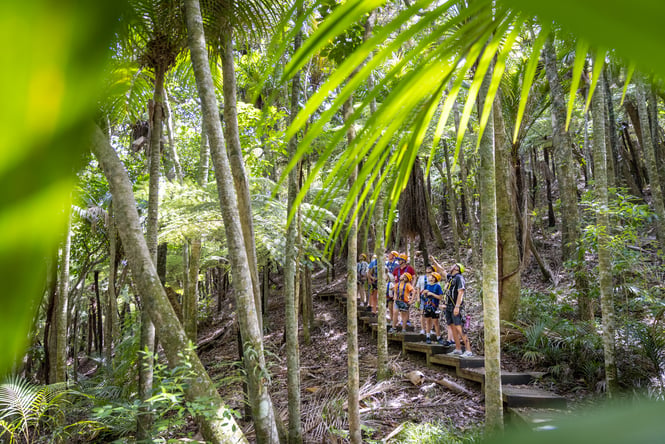 In amongst the trees at Zip Line.