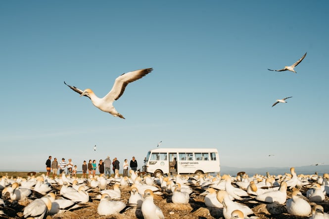Gannets flying about in front of a van.