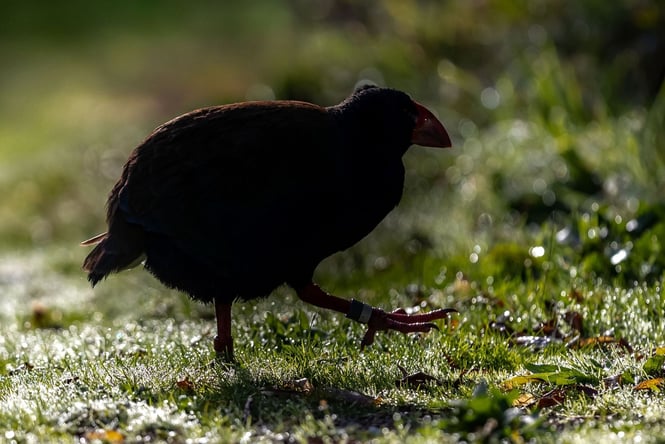 A Takaka walking on grass in the night.