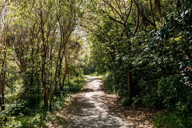 Pathway on the Mangaone Walkway.
