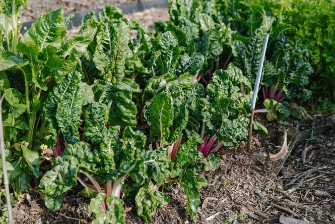 Close up of fresh greens at New Brighton Community Gardens