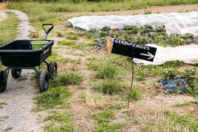 A 'strawberries' sign in a garden.
