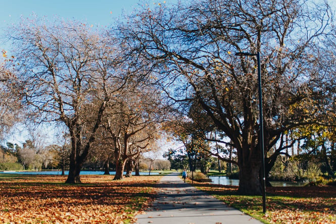 A sunny Autumnal day in Hagley Park.