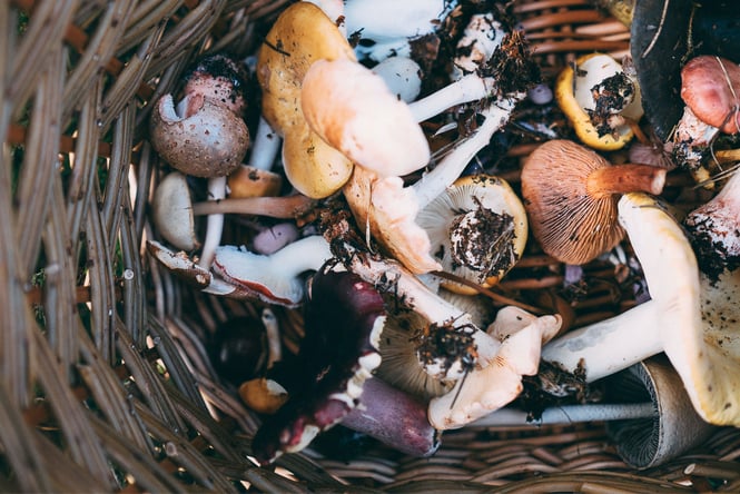 Close up of mushrooms.
