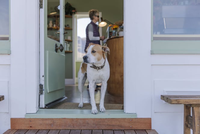 Dog standing in doorway of Soulful Coffee Shop in Diamond Harbour