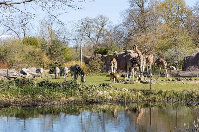 Animals on grass at Auckland Zoo.