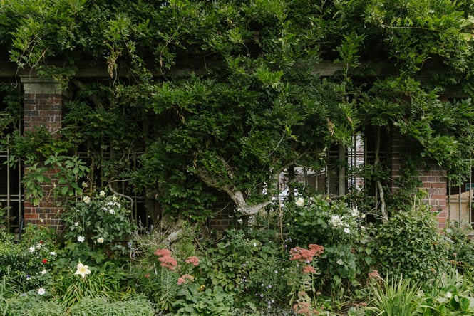Greenery at The Wintergardens.