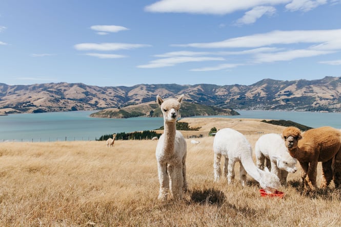 Group of soft alpacas on farmland with views of Banks Peninsula in the background