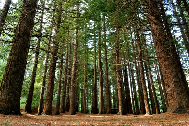 The tall native trees at Te Mata Park.