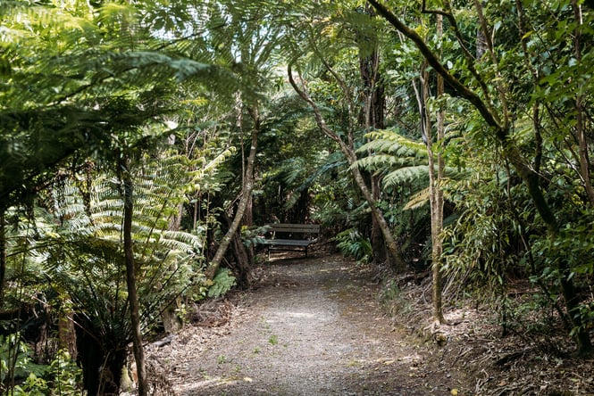 New Zealand native bush.