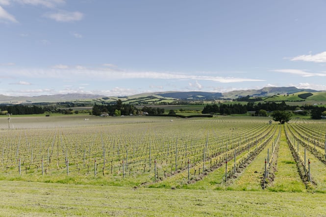 Rows of grape vines on a sunny day.