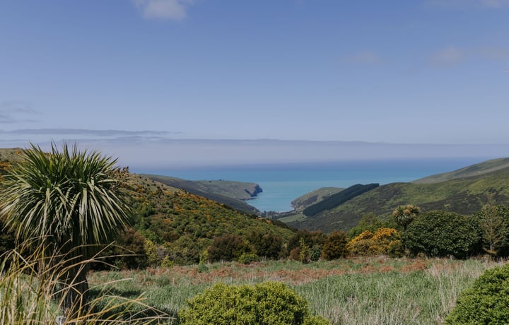 Native bush in the hills of Hinewai Reserve overlooking the Akaroa Harbour