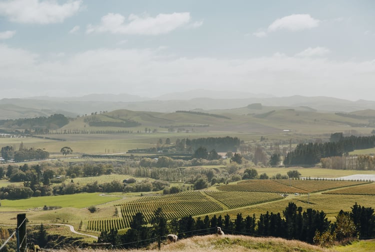 The rolling hills of North Canterbury during sunset.