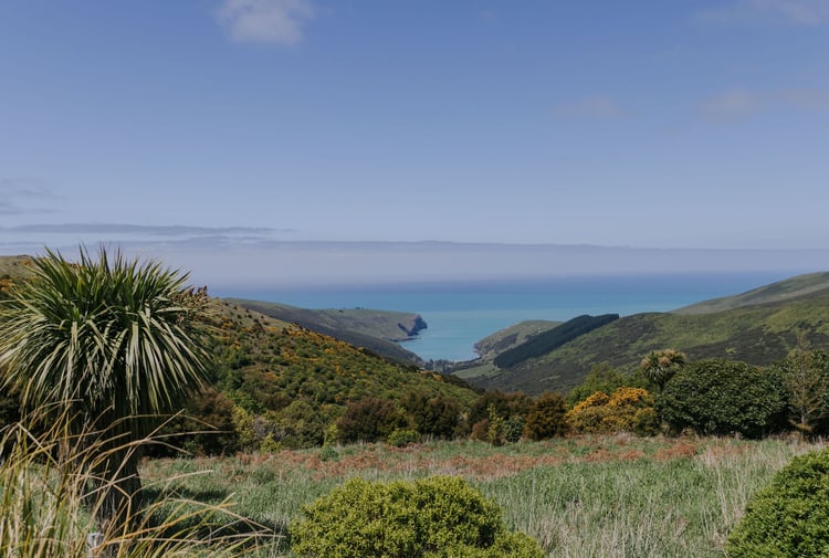 Native bush in the hills of Hinewai Reserve overlooking the Akaroa Harbour