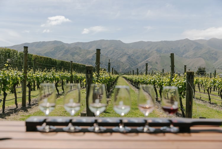 Wine glass paddle at River-T Estate Wines with a view of the vines.