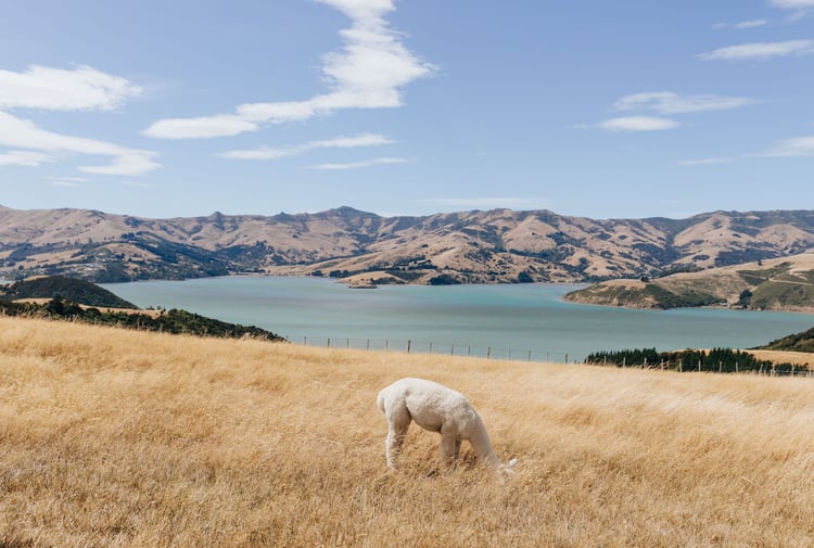 Alpaca grazing on farmland overlooking Akaroa harbour