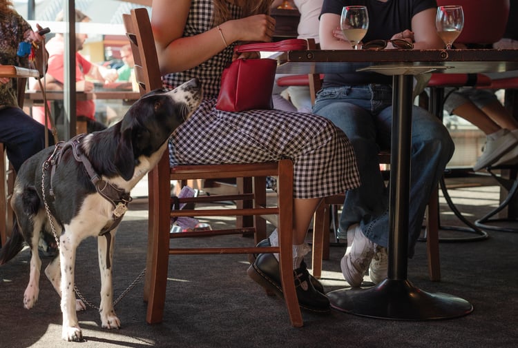 Dog under table at Moon Under Water in Christchurch