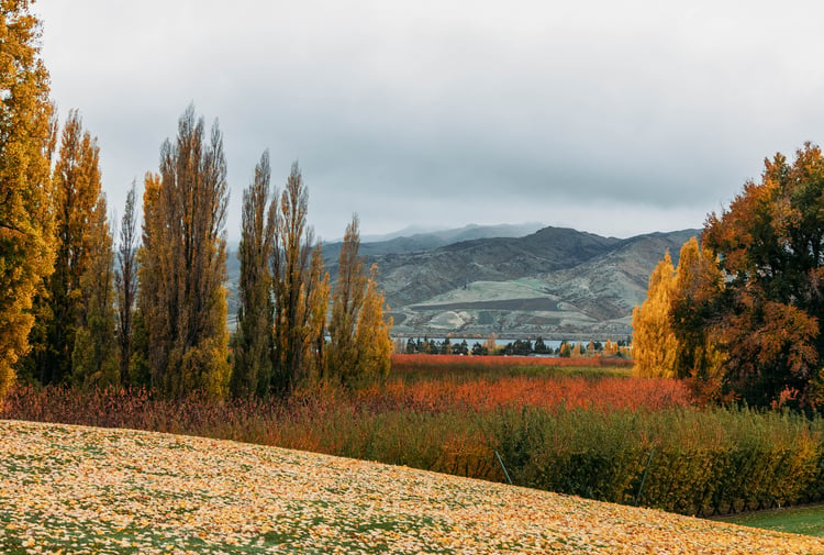 Autumn views looking out across Jackson Orchards and the lake in Cromwell