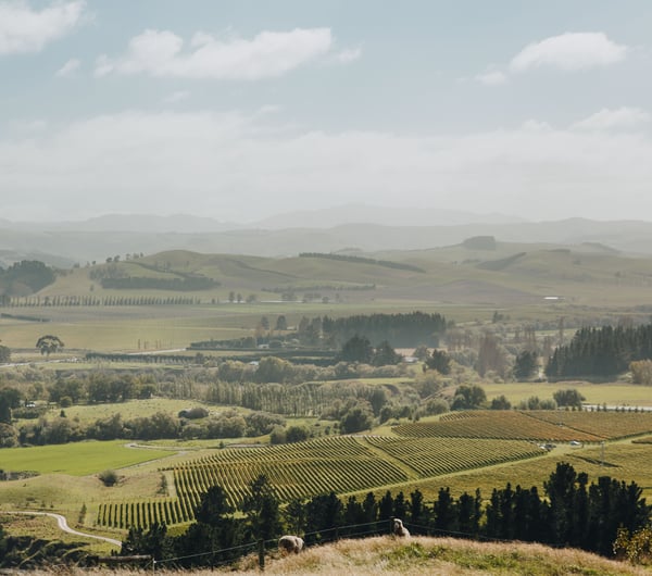 The rolling hills of North Canterbury during sunset.