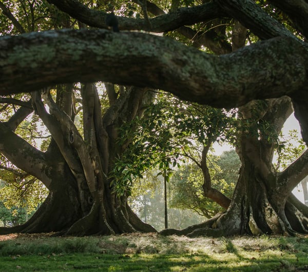 Large old trees in Albert Park.
