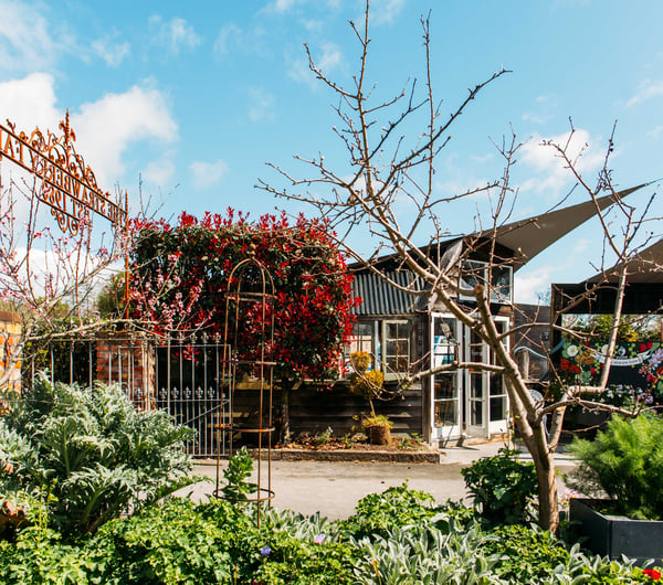 The outside of Punnet Eatery surrounded by big green bushes.
