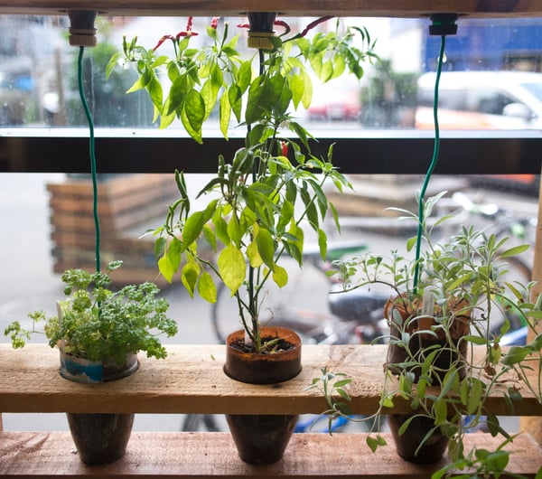 Plants on display.