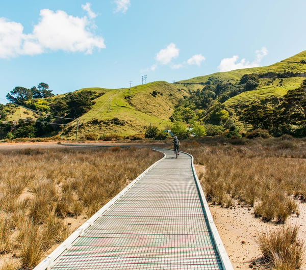 Someone cycling on the boardwalk part of Te Ara Piko Walkway, Porirua.