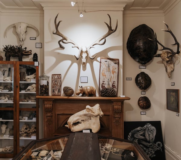 Animal skulls.