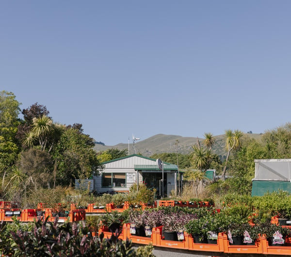 Wide view of Trees for Canterbury.