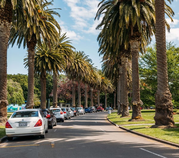 Large palm trees lined up on both sides of a road.